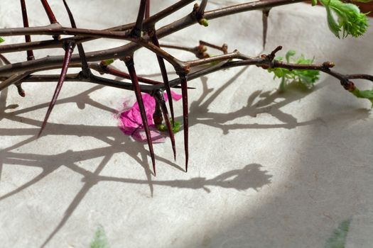Crown of Thorns with green leaves on paper Background