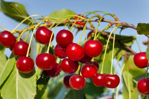 fresh berries of cherry  in garden at summer