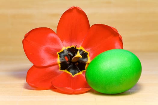 Colorful painted Easter egg and tulip against  background 