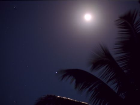 Full moon close-up and  coconut tree against a  night sky