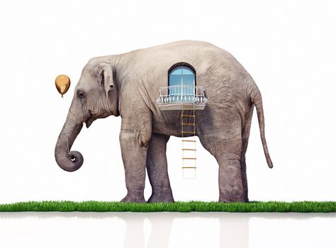 elephant as a house. creative concept