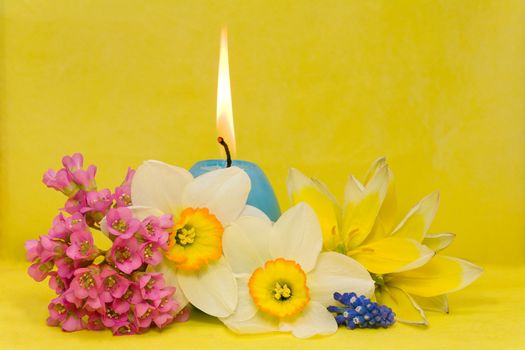 blue easter cande with   narcissus, bergenia and tulips on yellow background