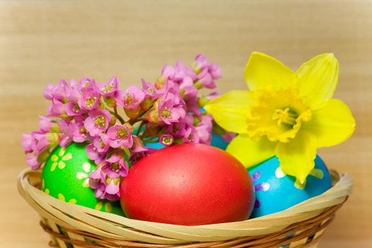 Colored  eggs  with flower of bergenia and narcissus laying in wood basket