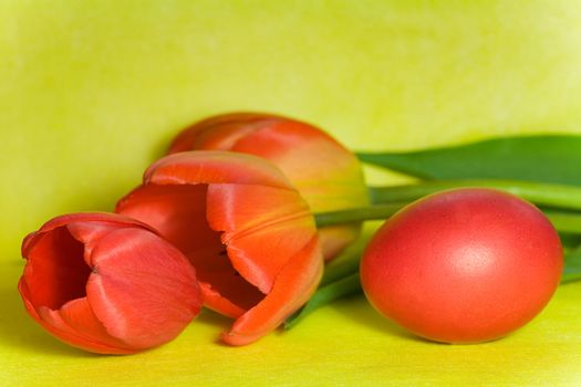 Colorful painted Easter egg and tulip against yellow background 