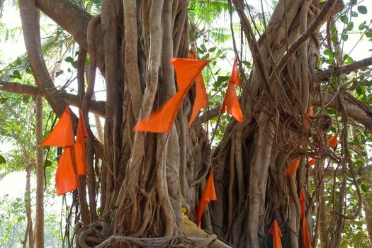Big banyan tree with flags in India, Goa