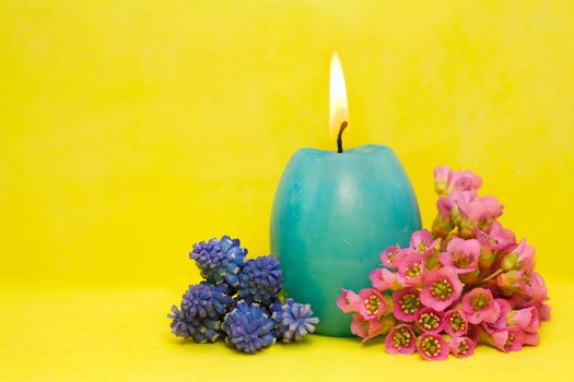 blue easter cande with flower of bergenia on yellow background