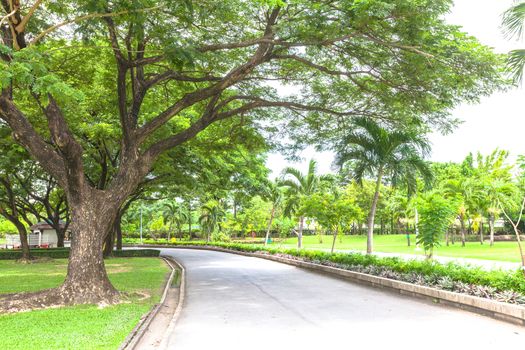 Road to the green garden