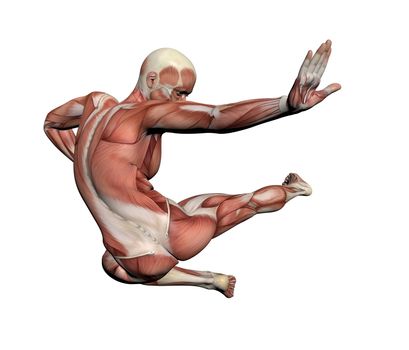 Human Anatomy - Male Muscles made in 3d software