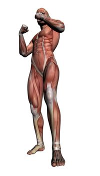 Human Anatomy - Male Muscles made in 3d software