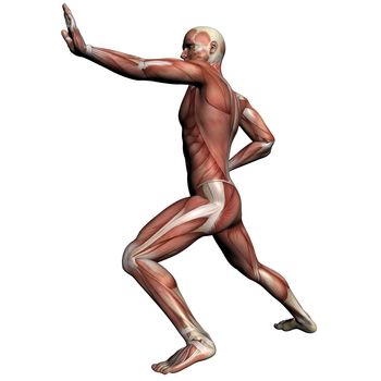 Human Anatomy - Male Muscles made in 3d software