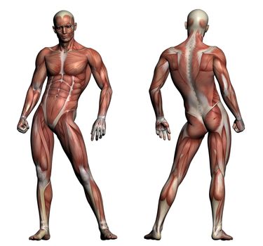 Human Anatomy - Male Muscles made in 3d software