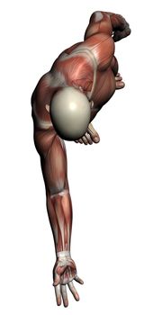 Human Anatomy - Male Muscles made in 3d software