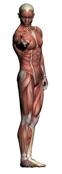 Human Anatomy - Male Muscles made in 3d software