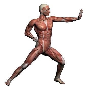 Human Anatomy - Male Muscles made in 3d software