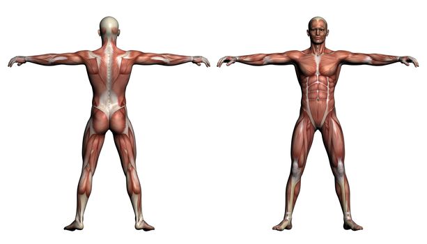 Human Anatomy - Male Muscles made in 3d software