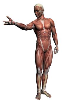 Human Anatomy - Male Muscles made in 3d software