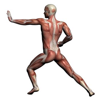 Human Anatomy - Male Muscles made in 3d software