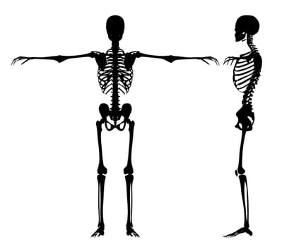 skeleton  black  isolated on white made in 3d software