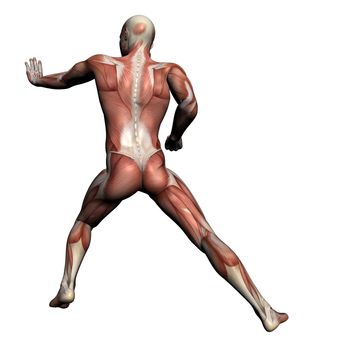 Human Anatomy - Male Muscles made in 3d software