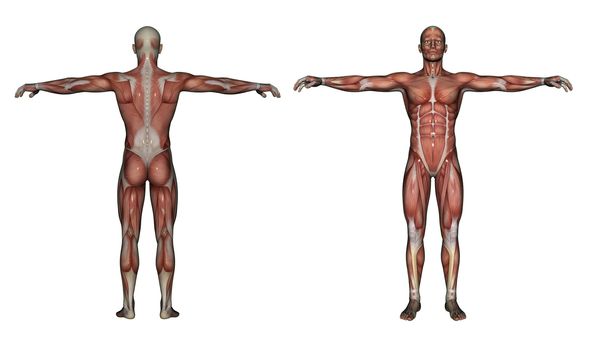 Human Anatomy - Male Muscles made in 3d software