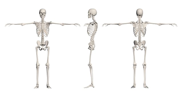 Human Skeleton - male back, front,end right made in 3d software