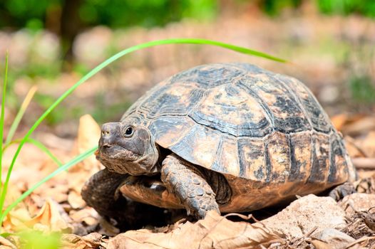 portrait of an adult turtle on land dry foliage