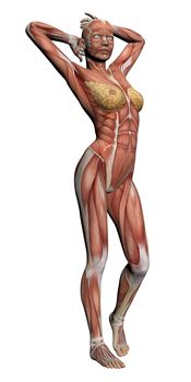 Human Anatomy - Female Muscles made in 3d software