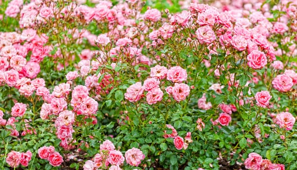 Beautiful blossoming roses in a rosary of park of Shonburn