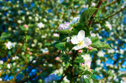 Blooming apple tree on a clear day in May