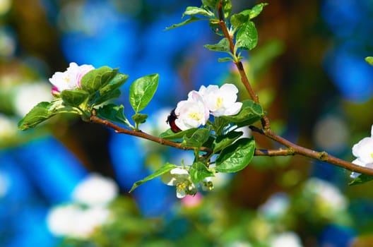 Blooming apple tree on a clear day in May