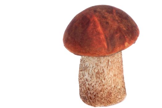 Mushroom with a beautiful red hat - orange-cap boletus. Presented on a white background.