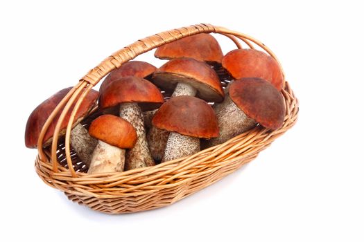 Beautiful mushrooms, aspen mushrooms with red hats in a wicker basket. Presented on a white background.