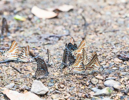 butterfly drinking earth moisture