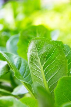 Hydroponics vegetable farm,Lettuce Crop Lactuca Leaf Vegetable