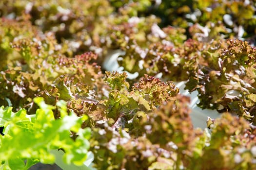 Hydroponics vegetable farm,close up image of red coral leaf