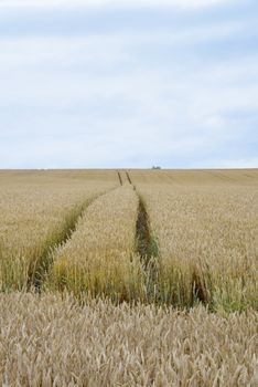 Golden barley field6