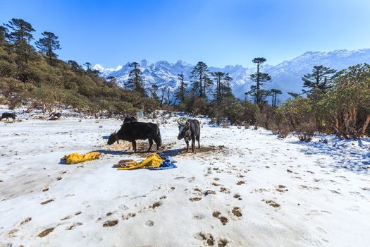 Phedang view point at Kanchenjunga National Park, Sikkim, India.