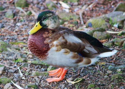 Close-up image of a Young Mallard duck.