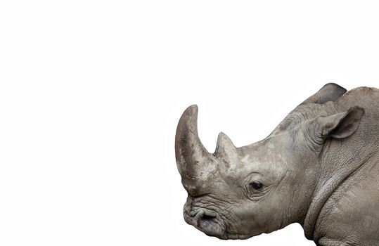 Big rhino head, isolated on white