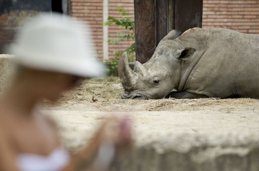 Rhino is resting at a zoo, blurred female figure infront