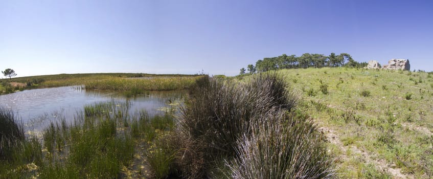 Beautiful view with a small patch of trees and pond.