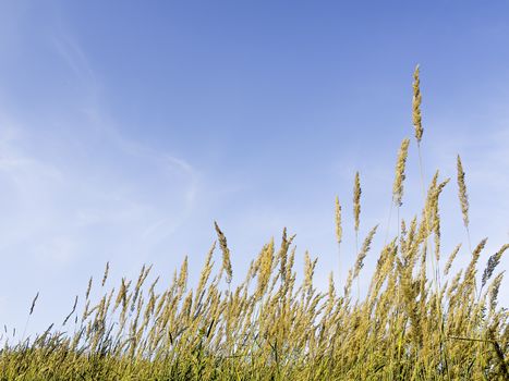 Picture of grasses and blue sky