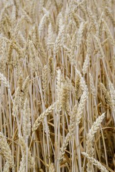 Golden barley field4
