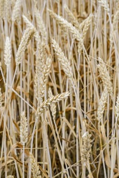 Golden barley field3