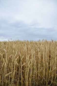 Golden barley field2