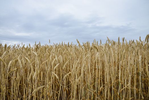 Golden barley field1