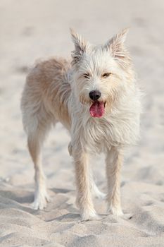 Cute white dog laying at the beach on a sunny day.
