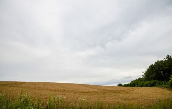 Barley field with cloudy sky4