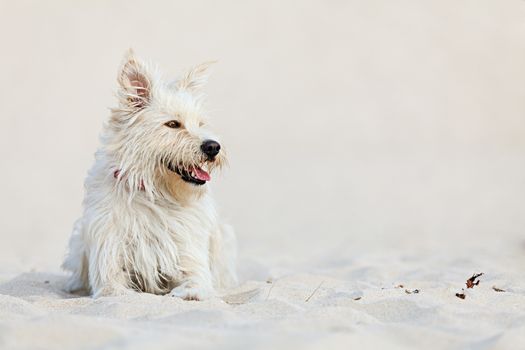 Cute white dog laying at the beach on a sunny day.