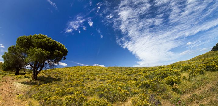 Beautiful spring view of Algarve countryside hills with yellow bushes and blue sky with white clouds located in Portugal.